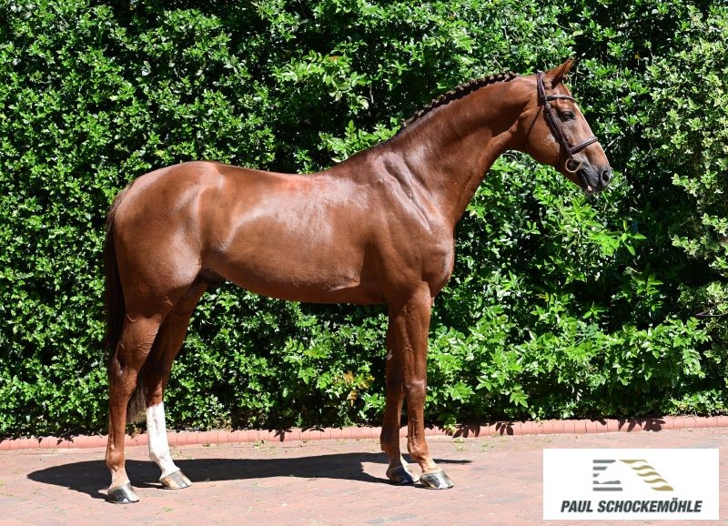 Chac Fly PS - Afbeelding 2