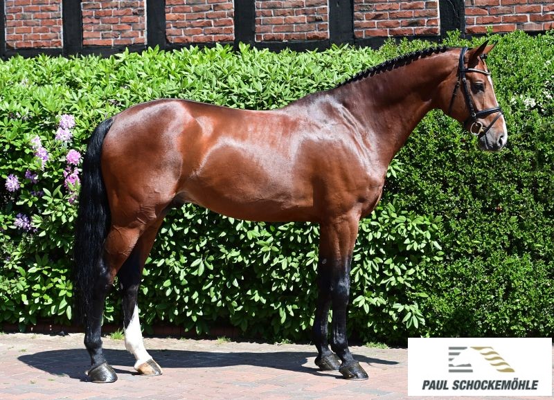 Chaloubino PS - Afbeelding 2