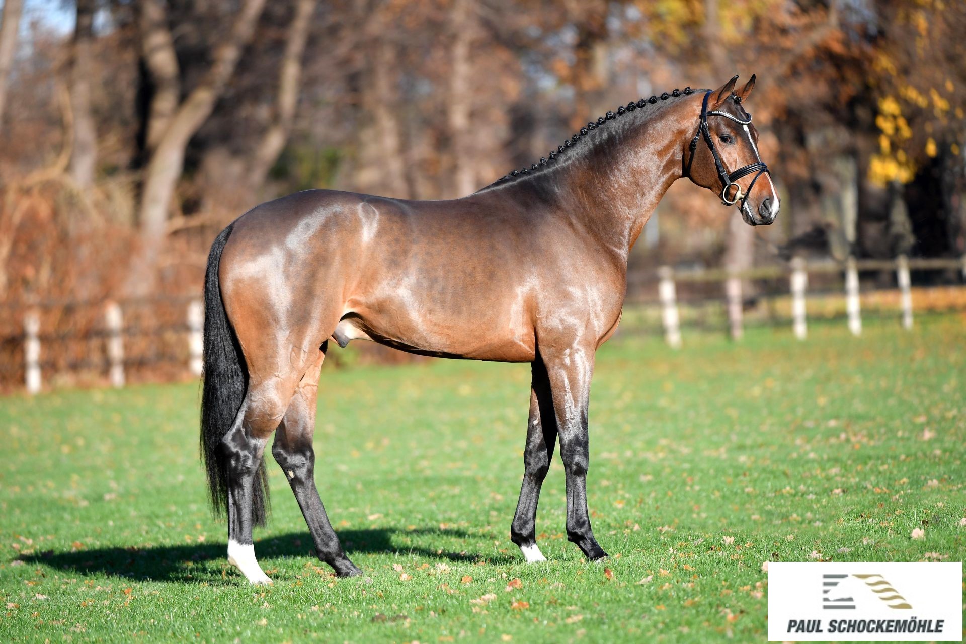 Conthalou - Afbeelding 2