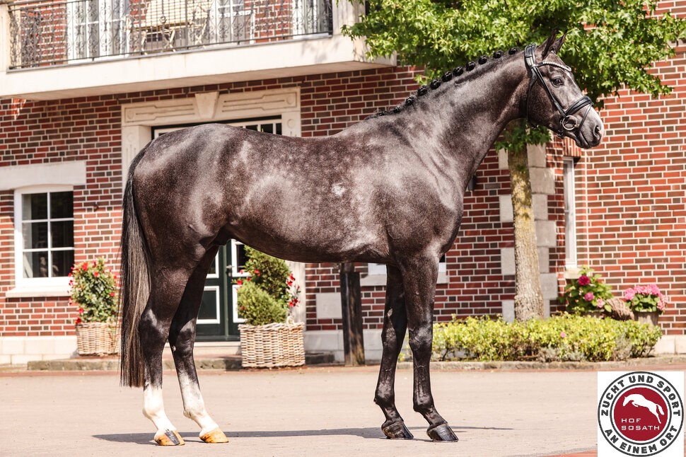 Bondolo - Afbeelding 2