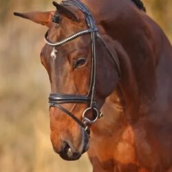 Diamant de Plaisir II