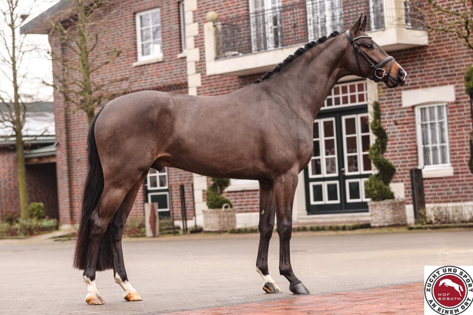 Donkey Amour - Afbeelding 2