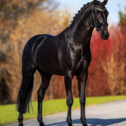 Fairmont Black