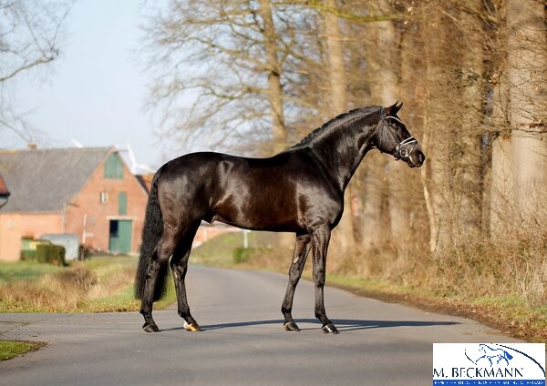 Grey Tonic - Afbeelding 2
